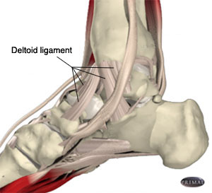 anatomy-ankle-ligaments[1].jpg