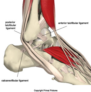 anatomy-ankle-ligaments-lateral[1].jpg